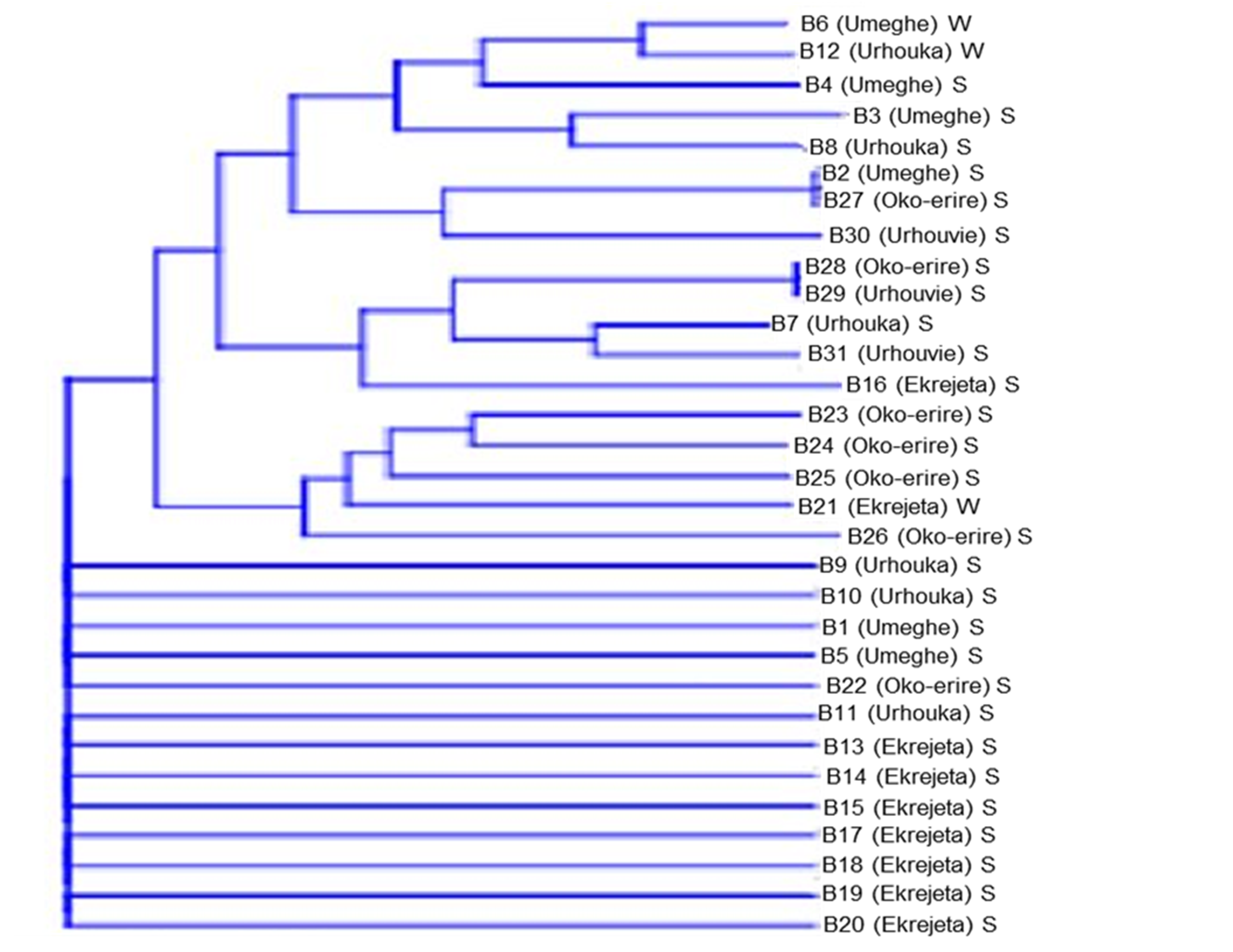 Phylogenetic analysis of RAPD-PCR OPA 7 amplicons of bacteria isolates (S-sediment; W-water)